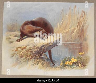 . A history of British mammals . (3) CO Stock Photo - Alamy