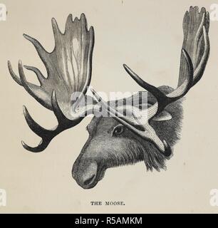 The Moose. The Sportsman and Naturalist in Canada, or notes on the Natural History of the Game, Game Birds, and Fish of that Country ... Illustrated with coloured plates and woodcuts. London, 1866. Source: 10470.i.4. p.69. Author: ANON. King, Major William Ross. Stock Photo