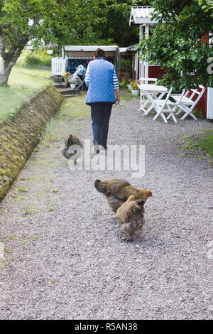 Woman with 3 dark Brahma chickens on a gravel walkway outside her house in the countryside Stock Photo