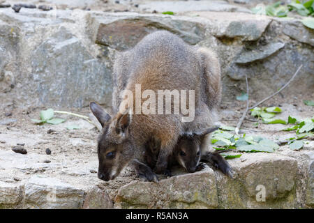 female of kangaroo with small baby in bag Stock Photo