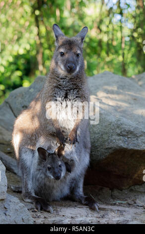 female of kangaroo with small baby in bag Stock Photo