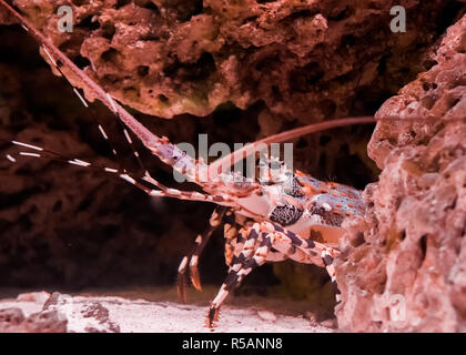 Ornate tropical rock lobster hiding behind some rocks in closeup Stock Photo