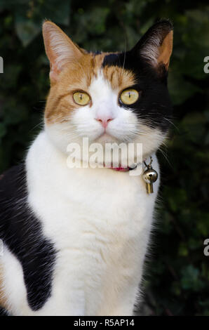 pretty calico cat wearing a collar Stock Photo