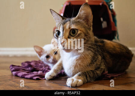 Kittens Playing . Two young cats playing on the floor. Stock Photo