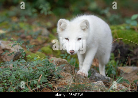 Polar fox in summer Stock Photo