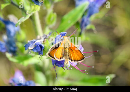 butterfly on adderhead,nature,butterflies Stock Photo