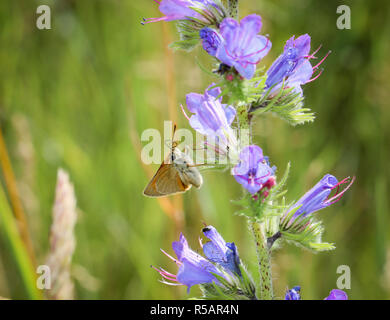 butterfly on adderhead,nature,butterflies Stock Photo
