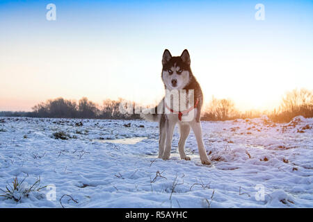 Husky dog on sunset. Black and white siberian husky on sunset Stock Photo