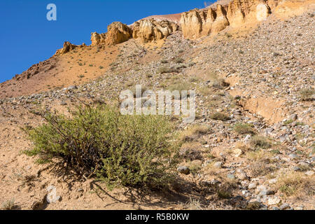 Bush Caragana pygmaea on a hillside in the valley of the Kyzyl-Chin, Chuya steppe, Altai Republic Stock Photo