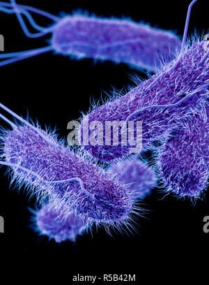 Drug-Resistant Non-Typhoidal Salmonella Stock Photo - Alamy