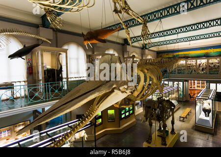 France, Nord-Pas de Calais Region, French Flanders Area, Lille, Museum of Natural History and Geology with whale skeleton Stock Photo