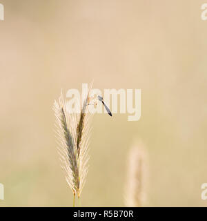 A dew-covered robber fly on meadow barley backlit by the early morning sunlight in Charlecote Park, England UK. Stock Photo
