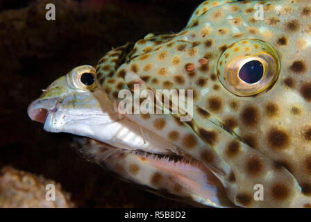 Greasy Grouper (Epinephelus tauvina), holding its prey in mouth, Tofo, Mosambique Stock Photo