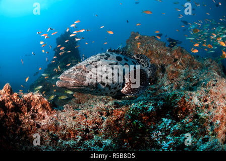 Potato cod, Potato grouper or Giant Grouper (Epinephelus tukula), at a coral reef, Tofo, Mosambique Stock Photo