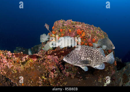 Leather bass or Marbled Grouper (Epinephelus dermatolepis), group at a rocky reef, Cocos Island, Costa Rica Stock Photo