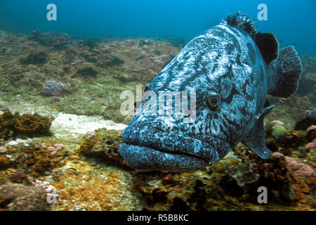 Potato cod, Potato grouper or Giant Grouper (Epinephelus tukula), at a rocky reef, Tofo, Mosambique Stock Photo