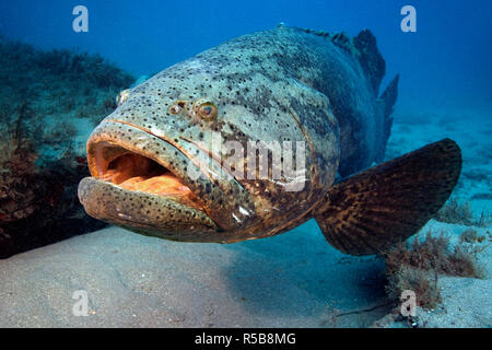 Judenfisch (Epinephelus itajara), Florida, USA | Jewfish, Itajara Grouper, Goliath Grouper or Giant Sea bass (Epinephelus itajara), Florida, USA Stock Photo