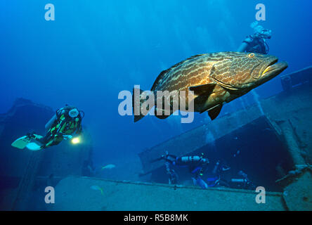 Black grouper (Mycteroperca bonaci) and scuba divers at ship wreck El Aquila, Roatan, Bay islands, Honduras Stock Photo