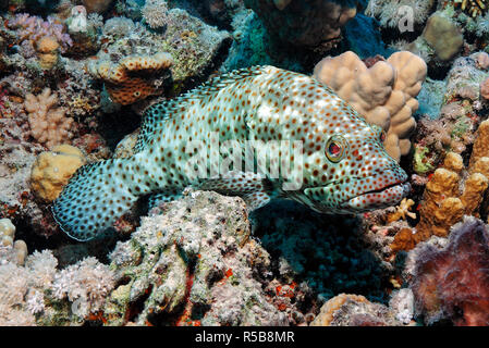 Greasy Grouper, Estuary Rock-cod, Greasy Rockcod or Spotted Grouper (Epinephelus tauvina), at a coral reef, Sharm El Sheik, Sinai, Egypt Stock Photo