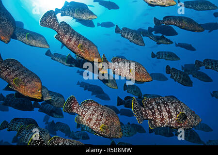 Leather bass or Marbled Grouper (Epinephelus dermatolepis), schooling in blue water, UNESCO World Heritage site, Malpelo island, Colombia Stock Photo