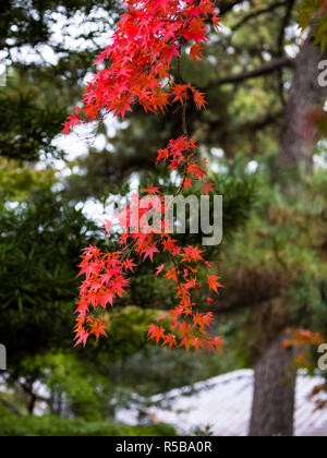 Autumn foliage on Japanese maple tree Stock Photo