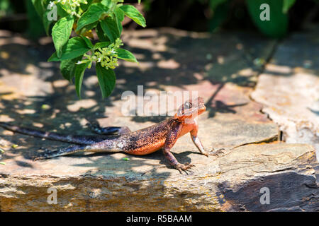 Male Mwanza flat-headed rock agama or Agama mwanzae Stock Photo