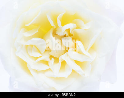 Single rose on white background Stock Photo