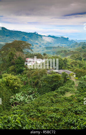 Colombia, Caldas, Manizales, Chinchina,  Coffee plantation at Hacienda de Guayabal at dawn Stock Photo