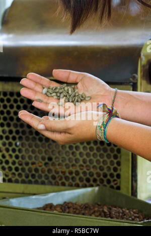 Colombia, Caldas, Manizales, Chinchina, Hacienda de Guayabal, Sorting coffee beans Stock Photo