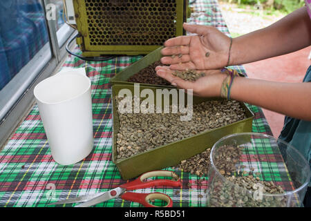Colombia, Caldas, Manizales, Chinchina, Hacienda de Guayabal, Sorting coffee beans Stock Photo