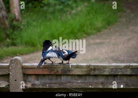 A juvenile magpie is fed grubs by its parent Stock Photo