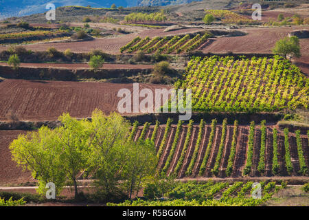 Spain, La Rioja Region, La Rioja Province, Bobadilla, vineyards Stock Photo