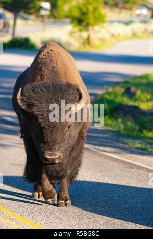 The bison on the road in Yellowstone National Park, Wyoming. USA.  The Yellowstone Park bison herd in Yellowstone National Park is probably the oldest Stock Photo