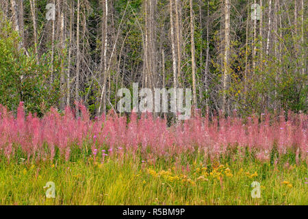 Fireweed colony in late summer, Fort Providence, Northwest Territories, Canada Stock Photo
