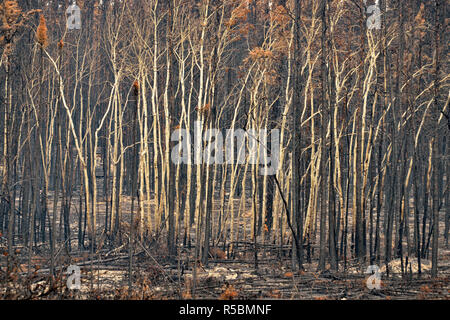 Charred and burnt aspen trees after a recent forest fire, Highway 3 to Yellowknife, Northwest Territories, Canada Stock Photo