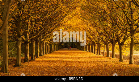 Autumn walk, 2 people in the distance, walking through a canopy of autumn trees golds and reds Stock Photo