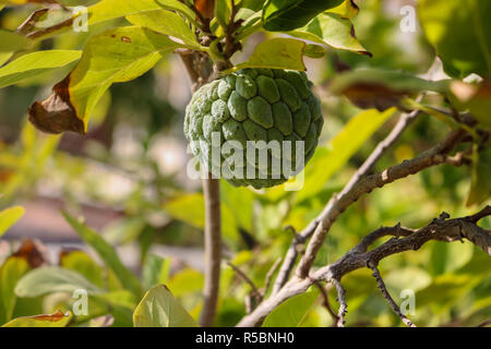 Sugar Apple (Custard Apple) also known as Sitaphal  in India Stock Photo