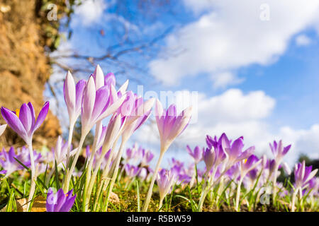 Close-up of beautiful Pink Crocus Flowers in front of a Big Tree and white Clouds on a blue Sky. Stock Photo