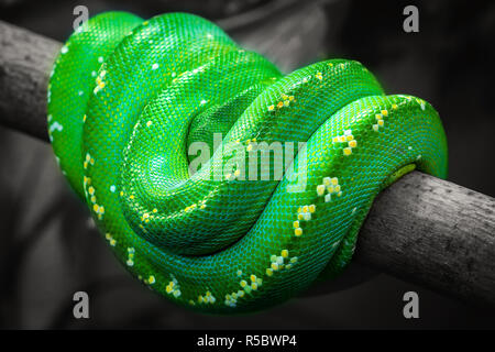 Close-up of a Green tree python (Morelia viridis) Snake with with yellow dots on a Branch. Stock Photo