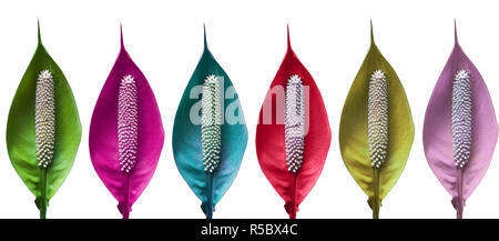 Multi Colored tropical Leaves on a white Background usable as decorative Background.