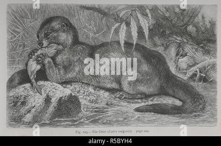 The Otter. The Geographical Distribution of Animals, with a study of the relations of living and extinct faunas as elucidating the past changes of the earth's surface. ... . London, 1876. Source: 07209.dd.1 fig.123. Author: WALLACE, ALFRED RUSSEL. Stock Photo