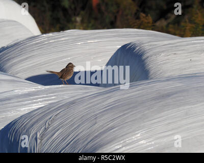 Quebec,Canada. A small bird sitting on a round bale of hay Stock Photo