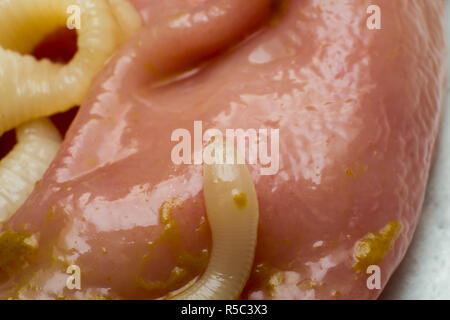 taenia taeniaeformis in the stomach of a cat. Cat with gastritis Stock Photo