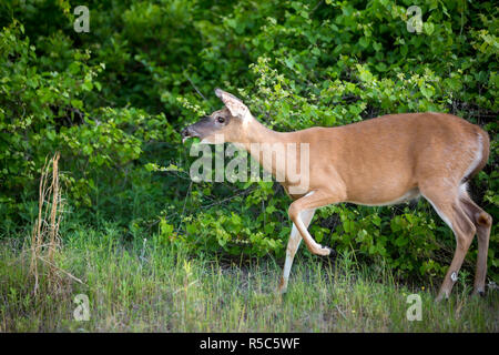 A female White-tailed Deer (Odocoileus virginianus) feeding at Assateague Island National Seashore, Maryland Stock Photo