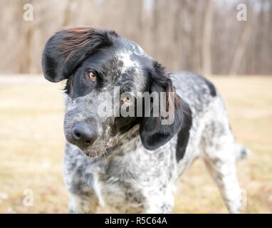 A Spaniel/Pointer mixed breed dog listening with a head tilt Stock Photo