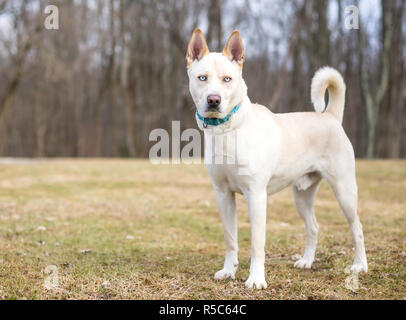A cream colored Siberian Husky dog with blue eyes standing outdoors Stock Photo