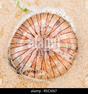A striped Compass jellyfish (Chrysaora hysoscella) stranded on a sandy beach in Cornwall UK - top view