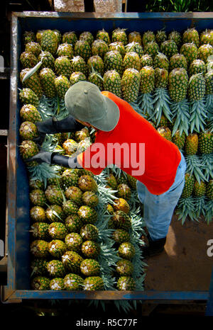 Costa Rica, La Virgen de Sarapiqui, Pineapple Plantation, Loading And Organizing Picked Pineapples, Trailor Stock Photo