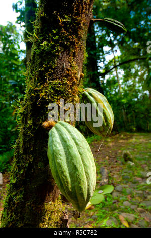 Costa Rica, La Virgen de Sarapiqui, Cocoa Pods Growing On Tree, Tirimbina Biological Reserve Stock Photo