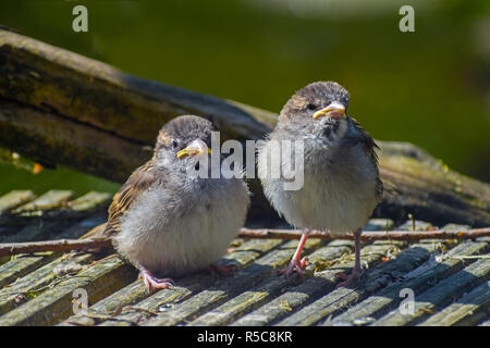 Two young fledgling house sparrows (Passer domesticus), cute baby birds on gray wood, selected focus Stock Photo